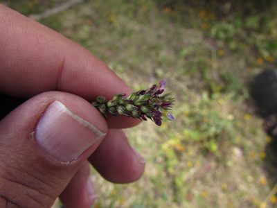 Dalea obovatifolia, photographed by Carlos Martorell