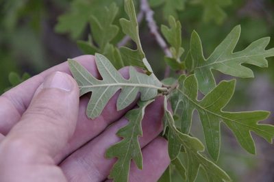 Quercus gambelii, photographed by Eric Knight