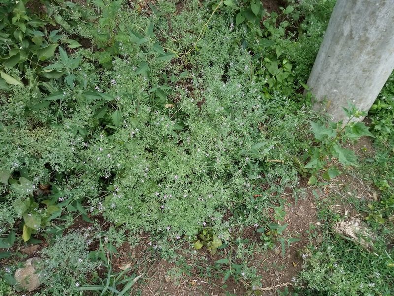 Fumaria vaillantii, photographed by Vladimír Fuka