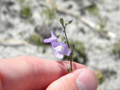 Nuttallanthus canadensis, photographed by Tim Kirsten