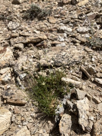 Eremogone eastwoodiae, photographed by Cecelia Alexander