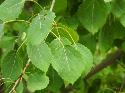 Populus tremula, photographed by Yann Kemper
