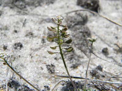 Teesdalia nudicaulis, photographed by Tim Kirsten