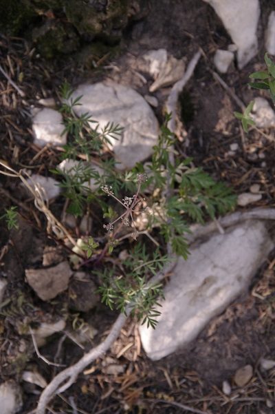 Cymopterus longiradiatus, photographed by Eric Knight