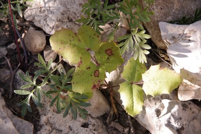 Berberis repens, photographed by Eric Knight