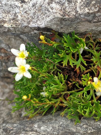 Saxifraga trifurcata, photographed by Denys Vynokurov