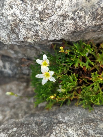 Saxifraga trifurcata, photographed by Denys Vynokurov