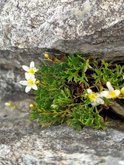 Saxifraga trifurcata, photographed by Denys Vynokurov