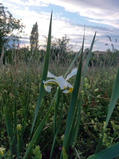 Iris orientalis, photographed by Manuel R Popp