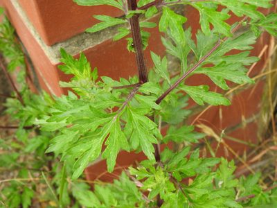 Artemisia vulgaris, photographed by Yann Kemper