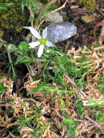 Arenaria grandiflora, photographed by Denys Vynokurov