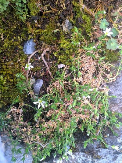Arenaria grandiflora, photographed by Denys Vynokurov