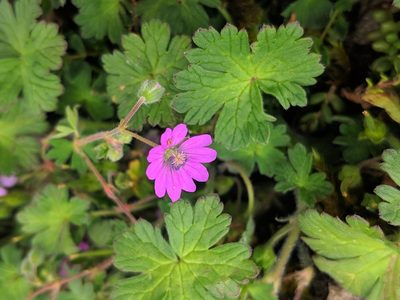 Geranium pyrenaicum, photographed by Denys Vynokurov