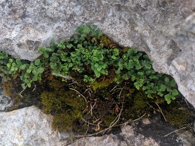 Asplenium ruta-muraria, photographed by Denys Vynokurov