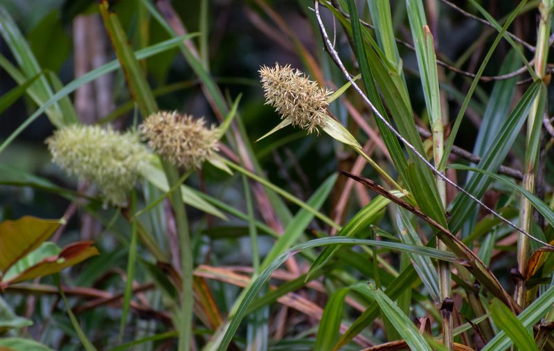 Scleria cyperina, photographed by w_endo