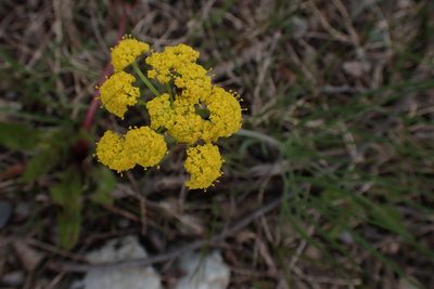 Lomatium triternatum, photographed by mfeaver