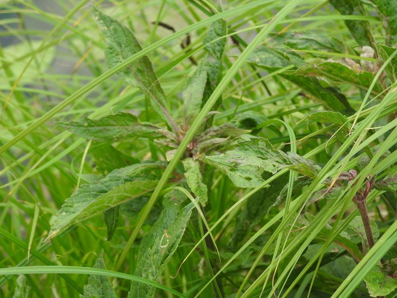 Eupatorium cannabinum, photographed by Yann Kemper