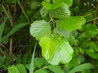 Alnus glutinosa, photographed by Yann Kemper