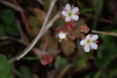 Androsace septentrionalis, photographed by mfeaver