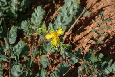 Hypericum tomentosum, photographed by Julien Renoult