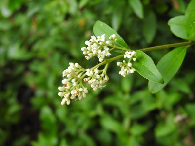 Ligustrum vulgare, photographed by Yann Kemper