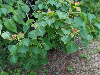 Triadica sebifera, photographed by natalie