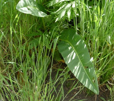 Rumex orthoneurus, photographed by Wendy McCrady