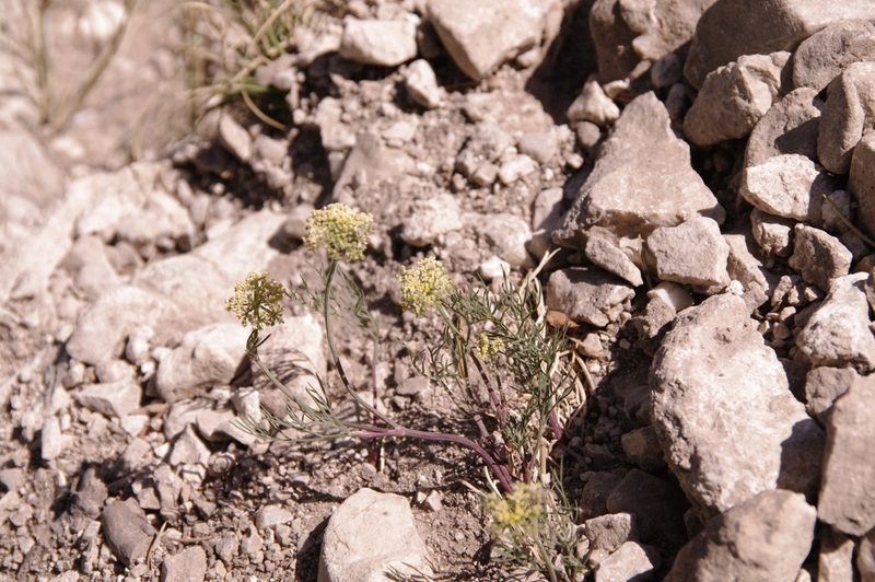 Cymopterus filifolius, photographed by Eric Knight
