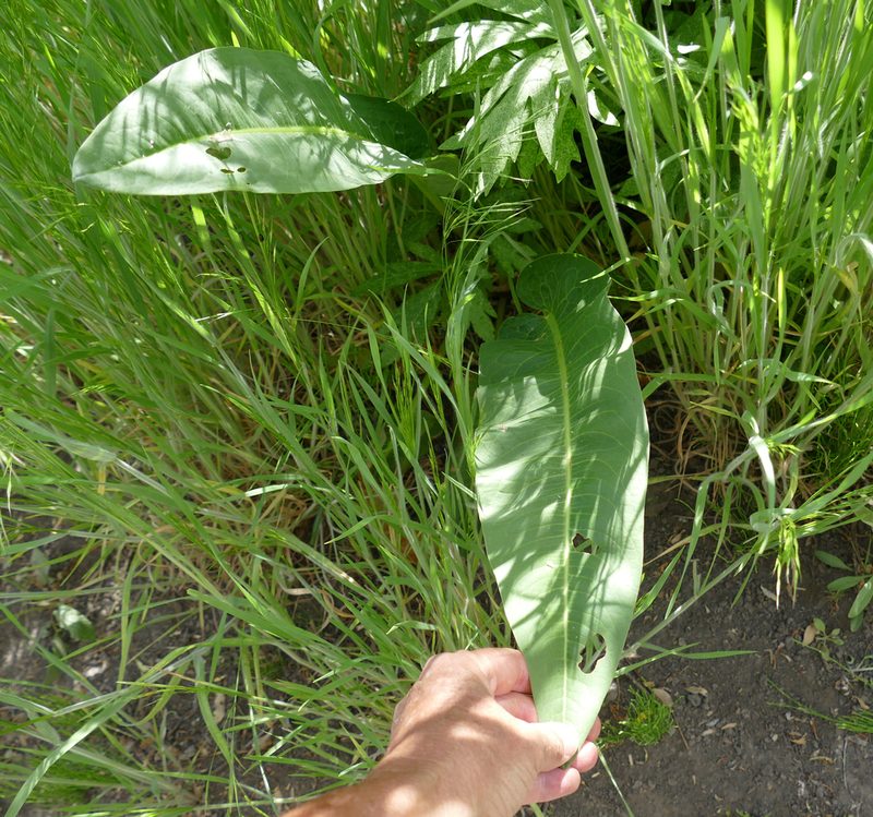 Rumex orthoneurus, photographed by Wendy McCrady