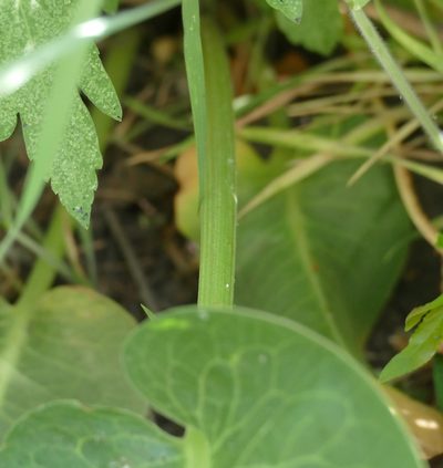 Rumex orthoneurus, photographed by Wendy McCrady