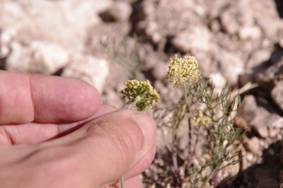 Cymopterus filifolius, photographed by Eric Knight