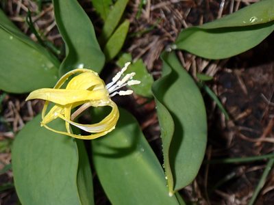 Erythronium grandiflorum, photographed by mfeaver
