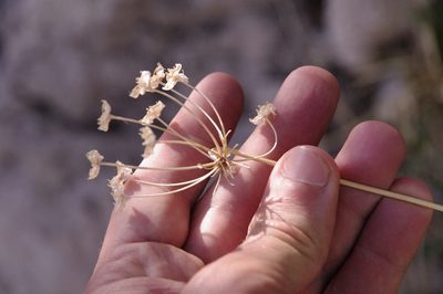 Allium cernuum, photographed by Eric Knight