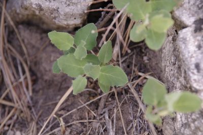 Lonicera arizonica, photographed by Eric Knight