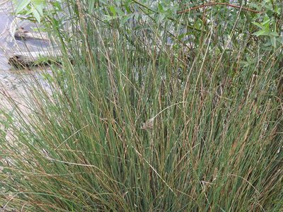 Juncus inflexus, photographed by Yann Kemper