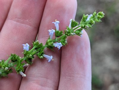 Cantinoa mutabilis