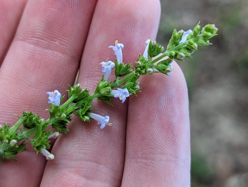 Cantinoa mutabilis, photographed by natalie