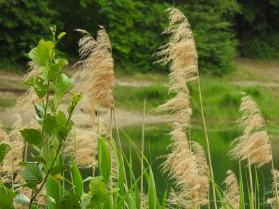Phragmites australis, photographed by Yann Kemper
