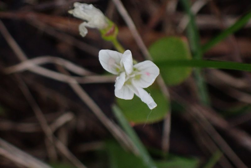Claytonia lanceolata, photographed by mfeaver