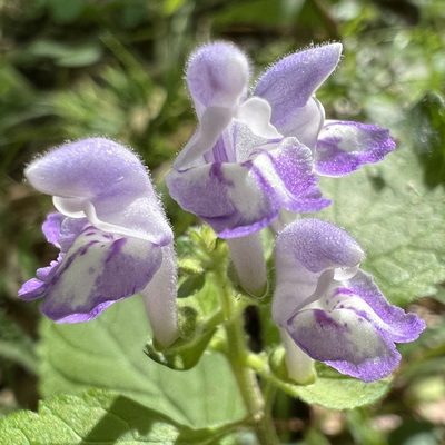 Scutellaria elliptica, photographed by Anne Parker