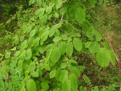Carpinus betulus, photographed by Yann Kemper