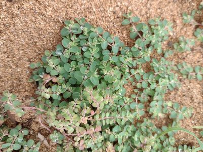 Euphorbia serpens, photographed by Kevin Faccenda