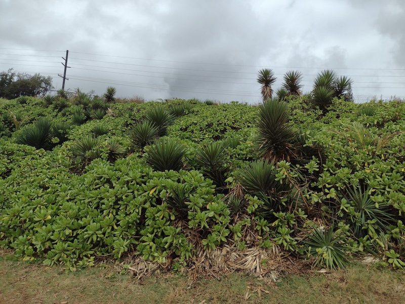 Yucca aloifolia, photographed by Kevin Faccenda