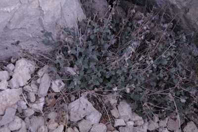 Salvia summa, photographed by Eric Knight