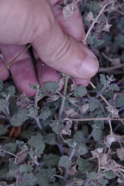 Salvia summa, photographed by Eric Knight