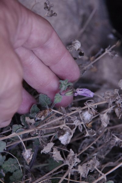 Salvia summa, photographed by Eric Knight