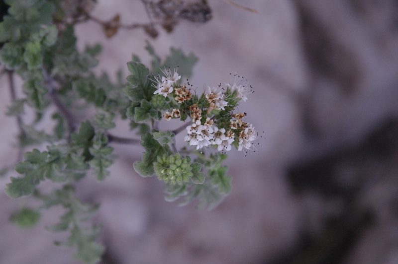 Phacelia rupestris, photographed by Eric Knight