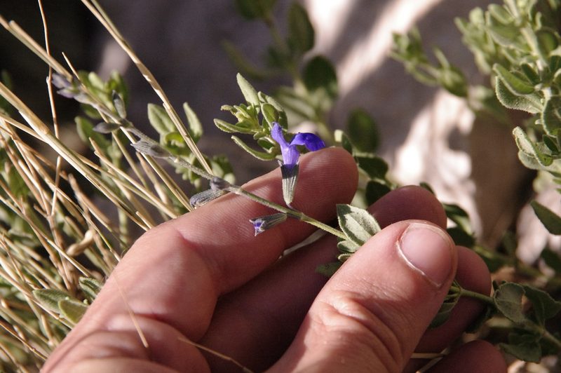 Salvia lycioides, photographed by Eric Knight