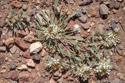Eremothera nevadensis, photographed by Tim Messick