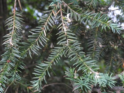 Taxus baccata, photographed by Yann Kemper